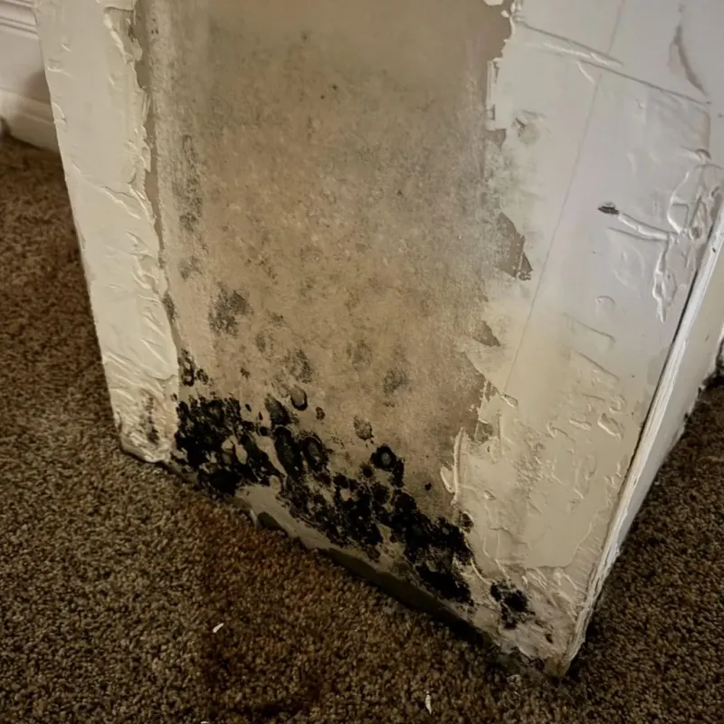 Professional Mold Removal in Nelson, GA